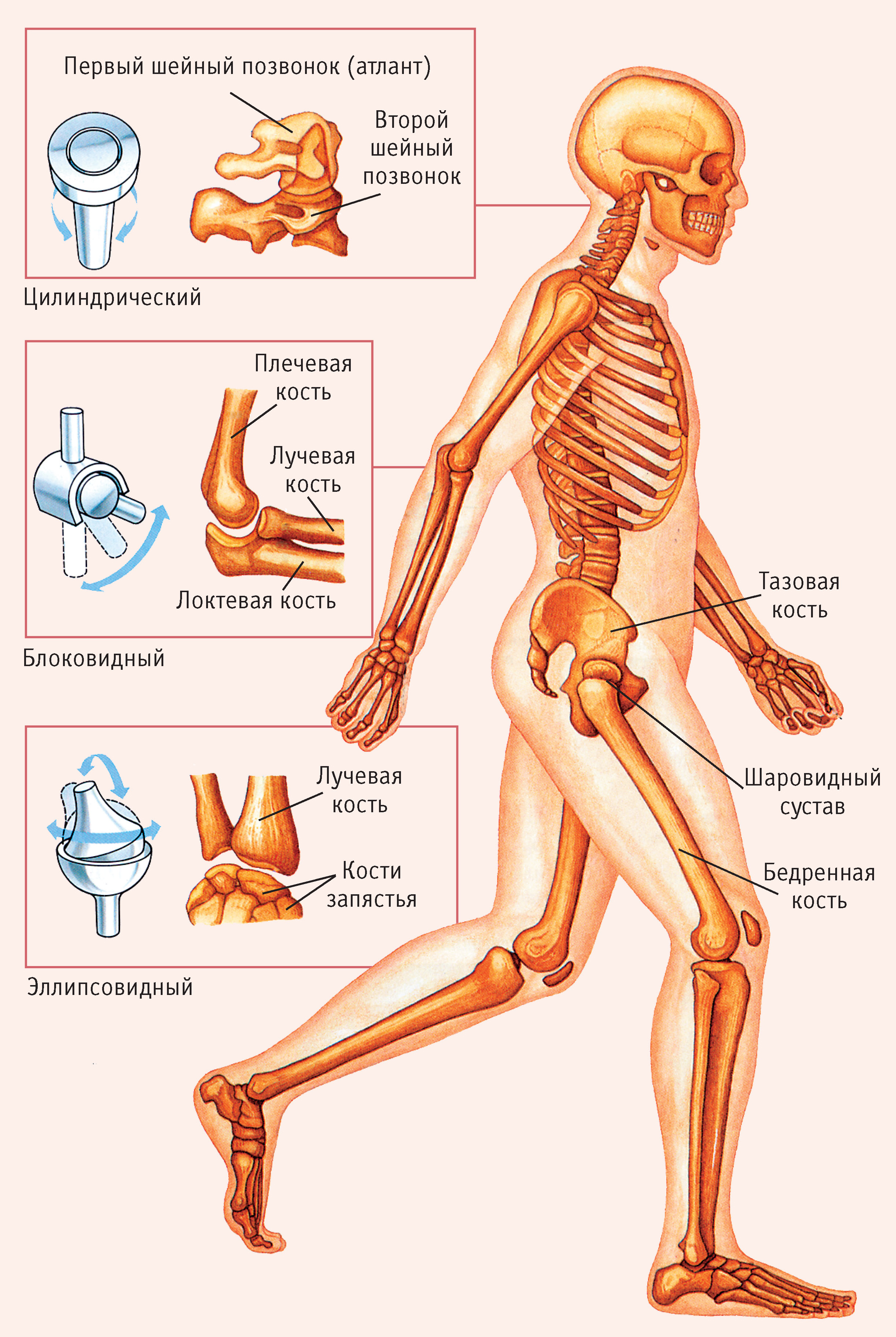Рис. 3. Формы суставов: атлант (первый шейный позвонок), второй шейный позвонок, цилиндрический сустав, плечевая кость, локтевая кость, лучевая кость, блоковидный сустав, лучевая кость, кость запястья, эллипсовидный сустав, тазовая кость, шаровидный сустав, бедренная кость 